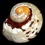 Parelmoer schelp Conchiglia Turbo Sarmaticus - Hoogte: 95 mm, Verzamelen, Nieuw