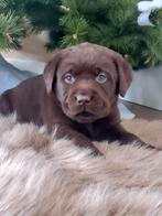 TOP Chocolade bruine Labrador pups met STAMBOOM erkend kenne, Dieren en Toebehoren, Parvo, Nederland, 8 tot 15 weken, Labrador retriever