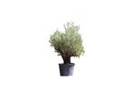 Olijfboom Verdial Olea europaea Verdial 210 cm, Tuin en Terras, Planten | Fruitbomen, Verzenden