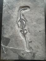 Fossiele reptiel: Keichousaurus -Trias - Gefossiliseerd dier
