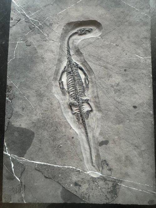 Fossiele reptiel: Keichousaurus -Trias - Gefossiliseerd dier, Verzamelen, Mineralen en Fossielen