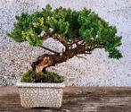 Jeneverbes bonsai (Juniperus) - Hoogte (boom): 13 cm -, Antiek en Kunst