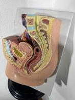 Anatomisch model - Hars, Plastic - 1970-1980 - Vrouwelijk