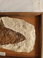 Vis Skelet - Carangide - 3 cm - 15 cm - 23 cm - (1), Verzamelen, Mineralen en Fossielen