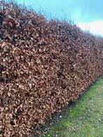 Fagus sylvatica (Groene Beuk) - blote wortel, Beukenhaag, Haag