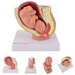 Anatomie model zwangerschap mini (40 weken), Nieuw, Verzenden