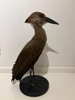 Hamerkop Taxidermie volledige montage - Scopus umbretta -, Verzamelen, Dierenverzamelingen, Nieuw