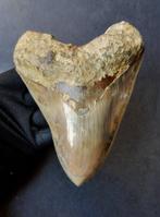 Megalodon - Fossiele tand - 135 mm - 106 mm, Verzamelen