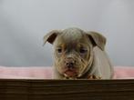 Old English Bulldog pups! t Gezonde type. Mogen direct mee, Parvo, Nederland, 8 tot 15 weken, Bulldog