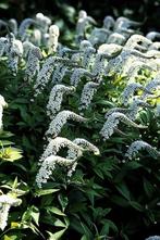 Wederik Lysimachia clethroides 5-10 Pot P9