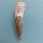 Dinosaurus - Fossiele tand - Spinosaurus aegyptiacus - 82 mm