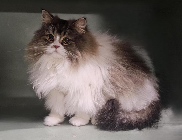 Grote rustige kater - gecastreerd raszuiver 1 jr oud, Dieren en Toebehoren, Katten en Kittens | Raskatten | Langhaar, Kater, 0 tot 2 jaar