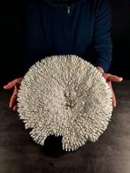 enorme corallo table Taxidermie volledige montage - Acropora