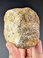 Plesiosaurus wervel - Fossiel fragment - 9 cm - 6.9 cm, Verzamelen, Mineralen en Fossielen