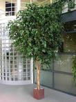 Giant Ficus Exotica 320 cm