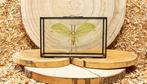 Insect Taxidermie volledige montage - Onomarches uninotatus, Nieuw