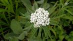 Anaphalis triplinervis Siberische edelweiss, Zomer, Vaste plant, Ophalen of Verzenden, Volle zon