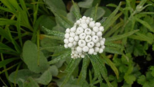 Anaphalis triplinervis Siberische edelweiss, Tuin en Terras, Planten | Tuinplanten, Vaste plant, Volle zon, Zomer, Ophalen of Verzenden
