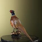 Fazant Taxidermie Opgezette Dieren By Max, Ophalen of Verzenden, Nieuw, Vogel, Opgezet dier