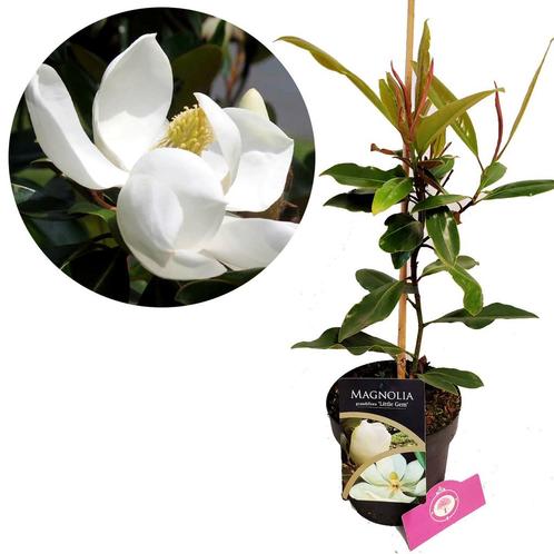 Magnolia Little Gem, Tuin en Terras, Planten | Tuinplanten, Verzenden
