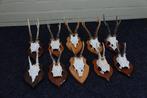 Roebuck Schedel - Capreolus capreolus - 0 cm - 0 cm - 0 cm-, Antiek en Kunst