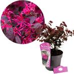 Loropetalum chinense Fire Dance + pot 19cm, Tuin en Terras, Planten | Tuinplanten, Verzenden