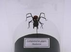 Mier Taxidermie volledige montage - Camponotus Gigas -, Nieuw