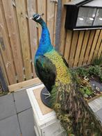 Blauwvleugel Pauw Taxidermie volledige montage - Pavo, Nieuw