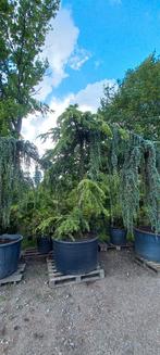 Cedrus Deodara Pendula treurceder Groen, Tuin en Terras, Planten | Bomen, Ophalen