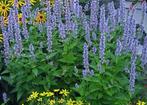 Agastache Blue Fortune, Tuin en Terras, Planten | Tuinplanten, Halfschaduw, Vaste plant, Overige soorten, Verzenden