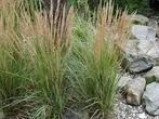 Calamagrostis acutiflora Overdam, Tuin en Terras, Planten | Tuinplanten, Ophalen