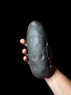 Prachtig dinosaurusfossiel ei - Gefossiliseerd ei - Theropod, Verzamelen