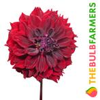 The Bulb Farmers - 12 x Dahlia Dark Fubuki - paars, Tuin en Terras, Bloembollen en Zaden, Voorjaar, Bloembol, Verzenden, Volle zon