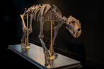 Holenleeuw - Fossiel skelet - Panthera spelea - 234 cm - 60