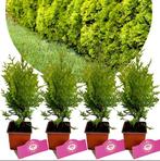 Thuja occ Golden Brabant + Pot 9cm 4 stuks, Verzenden, Halfschaduw