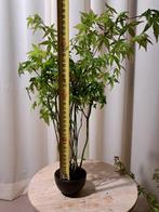 Acer yamamomiji forrest - Hoogte (boom): 35 cm - Diepte, Antiek en Kunst
