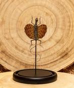 Draakje Taxidermie volledige montage - Red lizard - 21 cm -