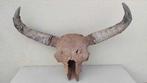 Bizon - Fossiele schedel - Bison Priscus - 110 cm