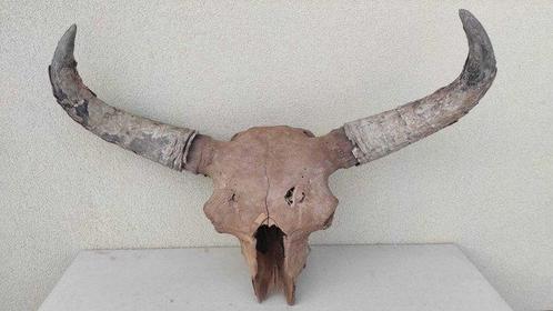 Bizon - Fossiele schedel - Bison Priscus - 110 cm, Verzamelen, Mineralen en Fossielen