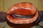 Zeeslak Zeeschelp - S-64 CASSIS RUFA (Zonder minimumprijs), Nieuw