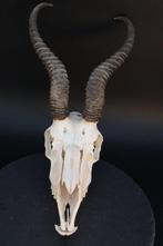 Springbok Schedel van een zoogdier - Antidorcas marsupialis
