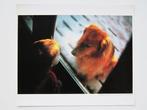 Sheryl Maree Reily - Child watches his dog at the window,