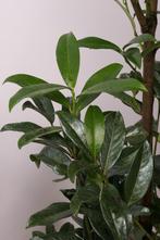 Laurier Genolia/Prunus laurocerasus ‘Genolia’ 60 t/m 225cm, Ophalen of Verzenden, Laurier, Haag, 100 tot 250 cm