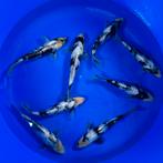 Actie 50% korting VHQ (Ginrin) Shiro Utsuri 25-30cm, Dieren en Toebehoren, Vissen | Vijvervissen, Karper of Koi