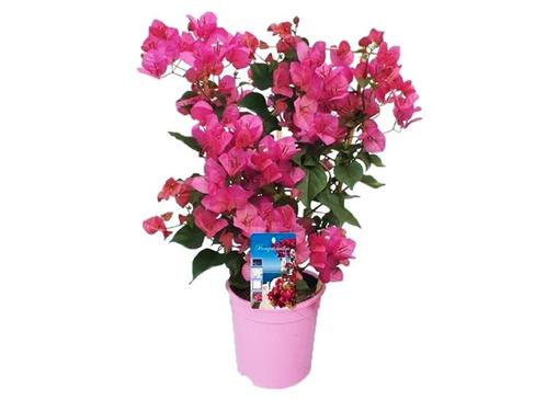 Bougainvillea op rek - roze, Huis en Inrichting, Kamerplanten, Verzenden