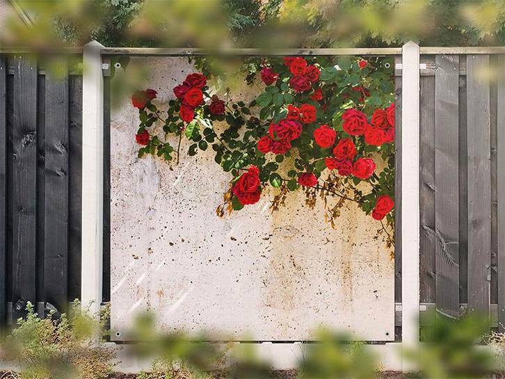 NR 1415: Tuinposter Witte muur met rozen 180x180cm, Tuin en Terras, Tuinwanddecoratie, Nieuw