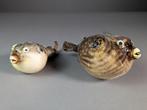 Prachtige puffervissen! Taxidermie volledige montage -, Nieuw