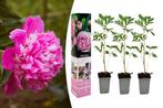 Set van 3 roze pioenrozen voor in de tuin (20 - 38 cm)