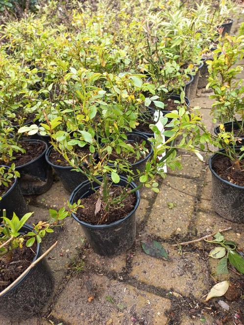 Rosa The Fairy roos, Tuin en Terras, Planten | Struiken en Hagen, Ophalen