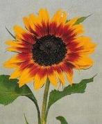 Helianthus Ring of Fire Zonnebloemzaden kleinverpakking, Hobby en Vrije tijd, Knutselen, Ophalen of Verzenden, Nieuw